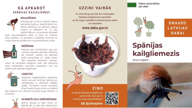 Gliemezis