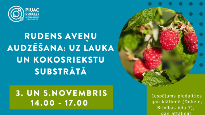Rudens aveņu audzēšana