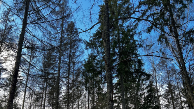 Pokaiņu mežs