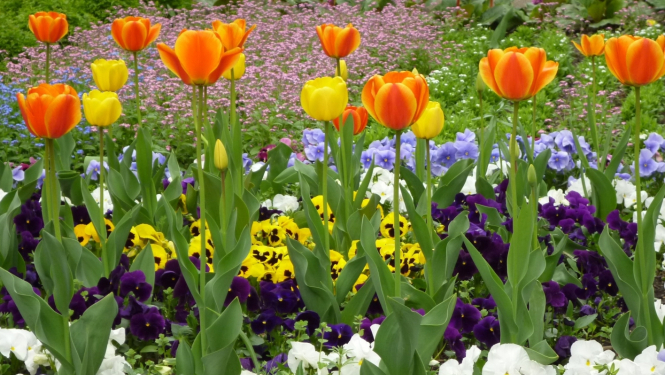 tulpes