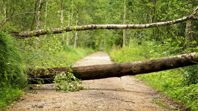 Aptauja uzņēmējiem par vētras postījumiem