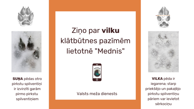 ziņo par vilku