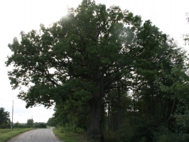 Čiekuru dižozols