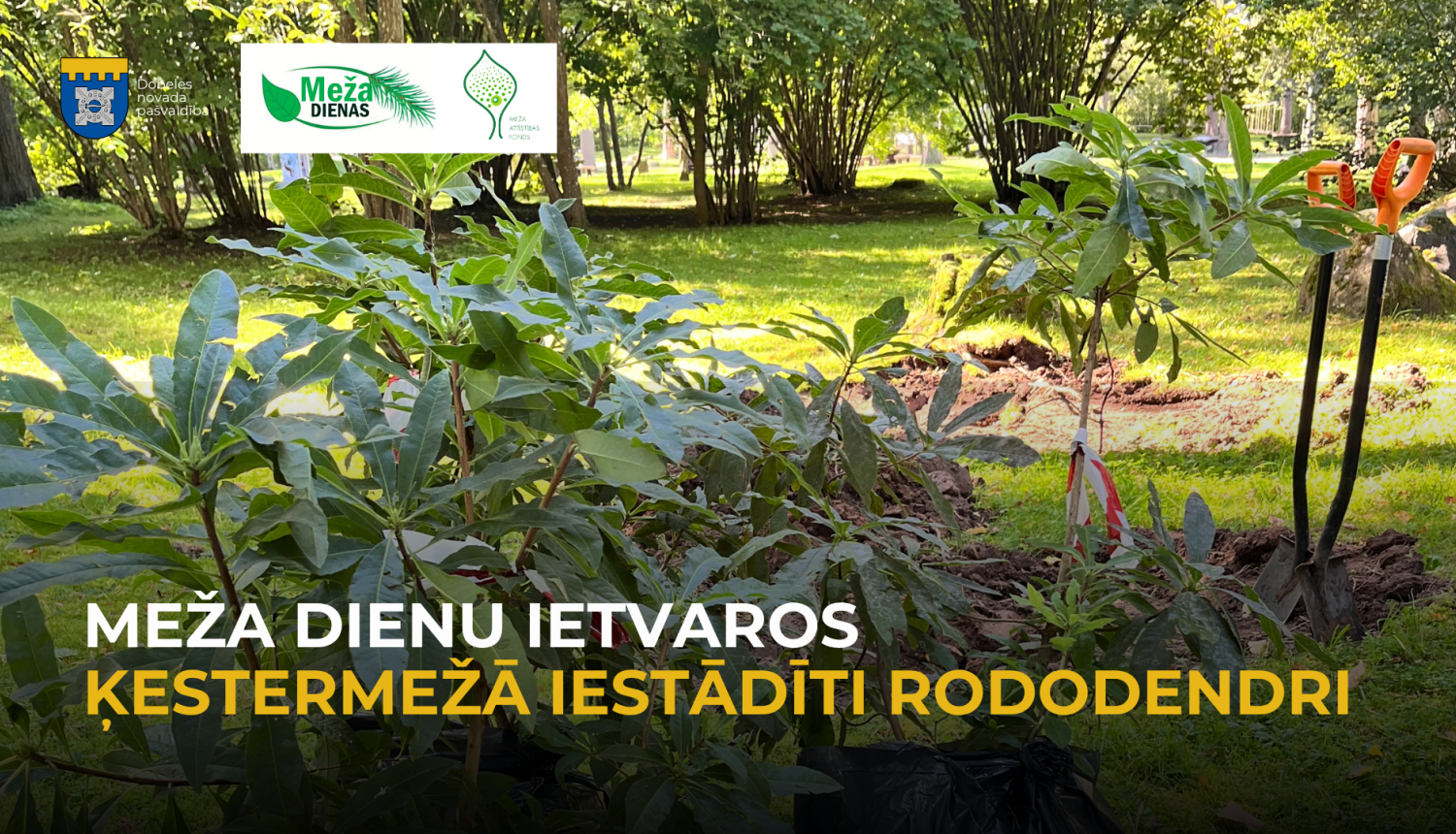 rododendri