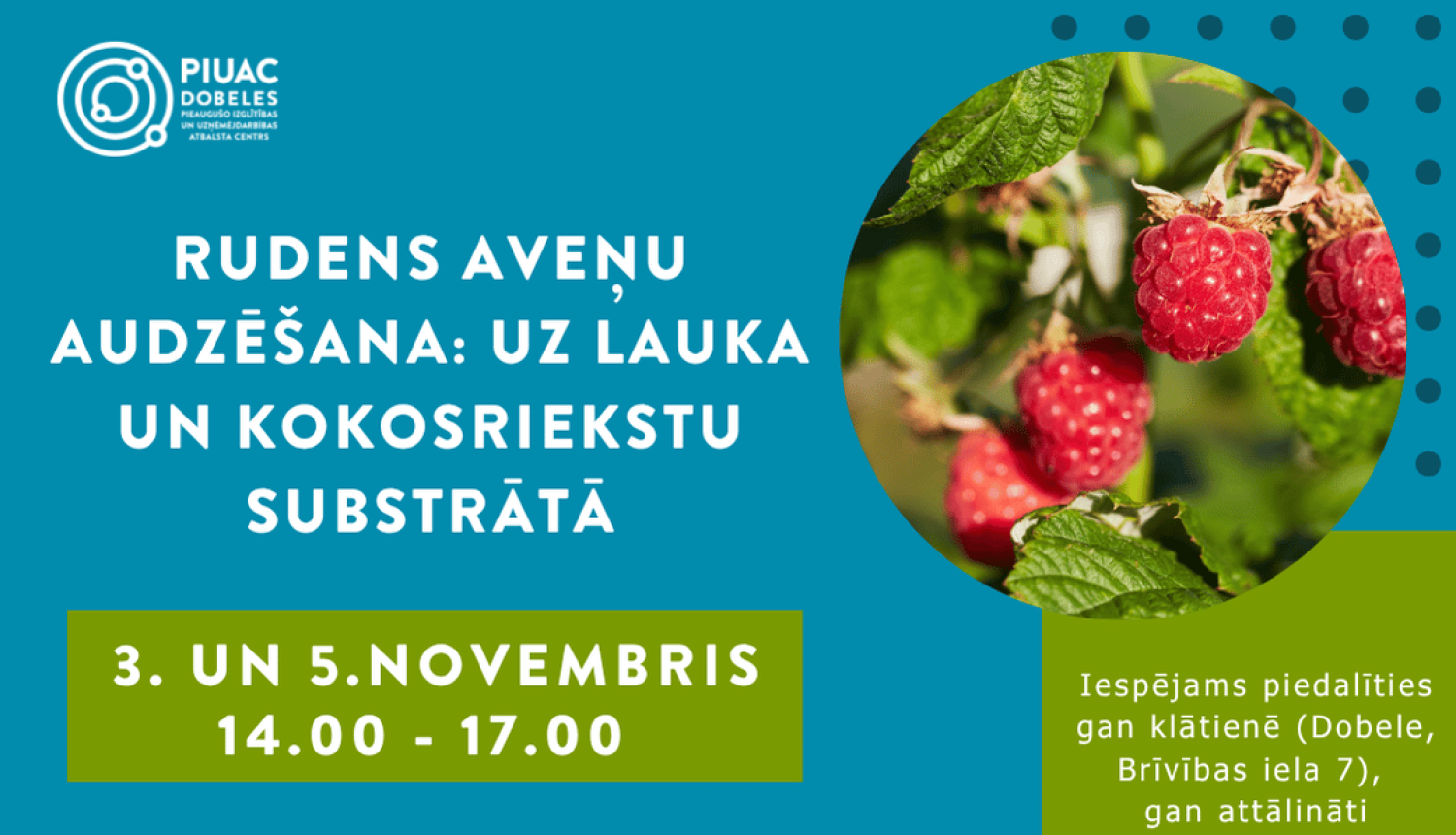 Rudens aveņu audzēšana