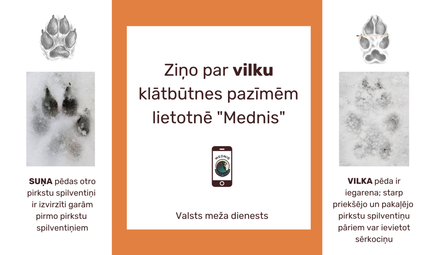 ziņo par vilku