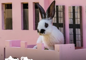 MiniZOO