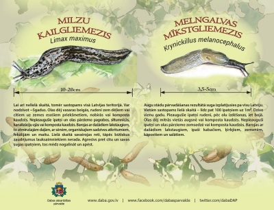 kailgliemezis
