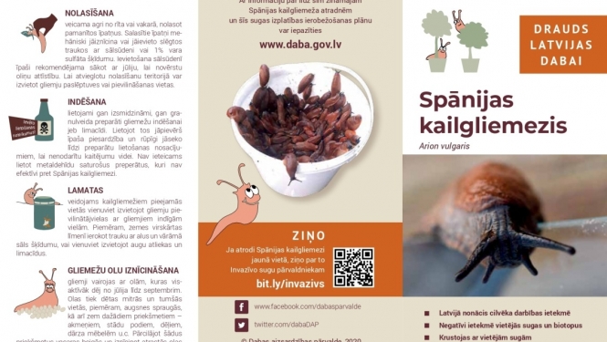 Gliemezis