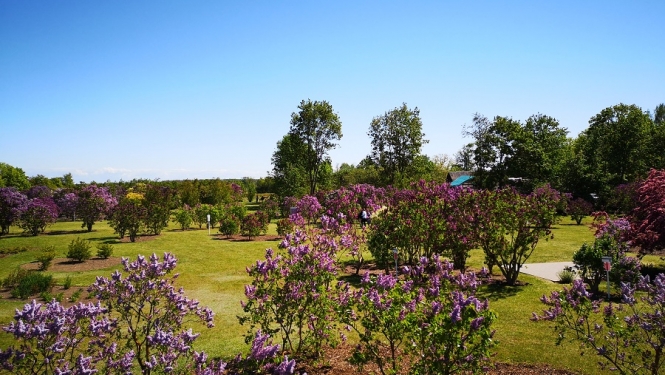 01.06.2020. Ceriņu laiks Dobelē