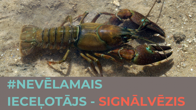 signalvezis