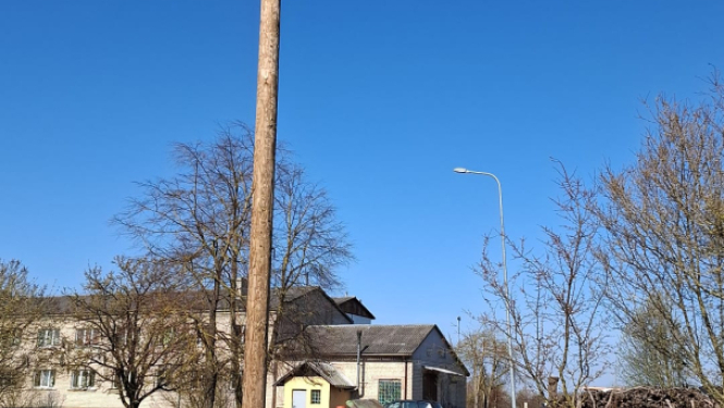 starka ligzda