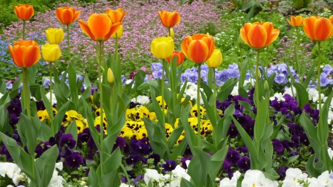 tulpes