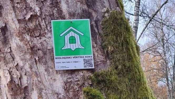 Biloģiski vērtīga koka zīme dabā