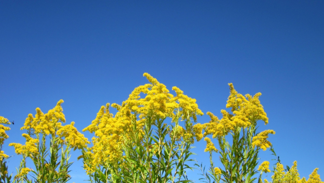 invazīvo sugu apkarošana