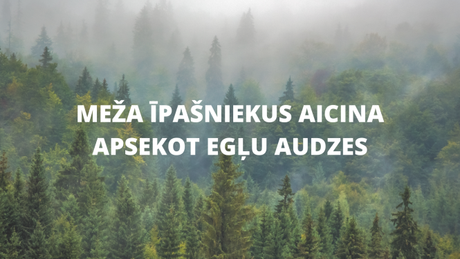 Meža īpašniekus aicina apsekot egļu audzes