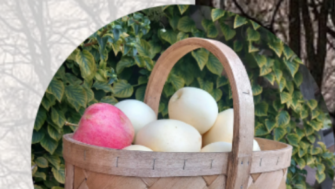 Skalu grozu pīšana 13.11.24.