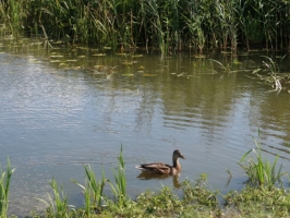 the left bank of River Bērze