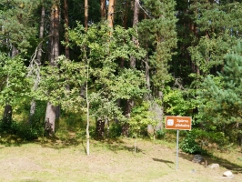 Spārnu pilskalns