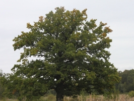 Dabas liegums "Ukru gārša"