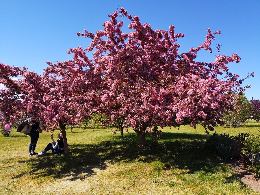 01.06.2020. Ceriņu laiks Dobelē