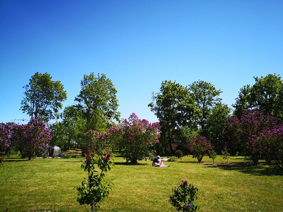 01.06.2020. Ceriņu laiks Dobelē