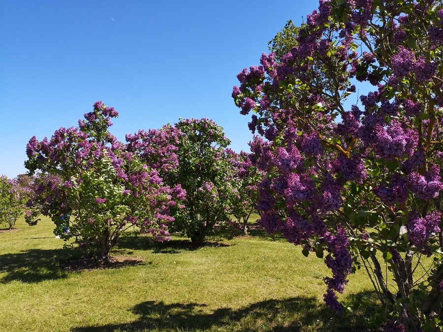 01.06.2020. Ceriņu laiks Dobelē