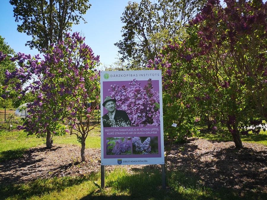 01.06.2020. Ceriņu laiks Dobelē