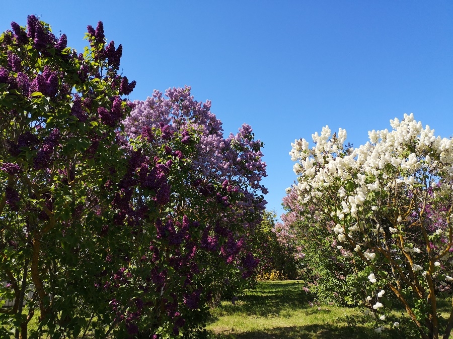 01.06.2020. Ceriņu laiks Dobelē