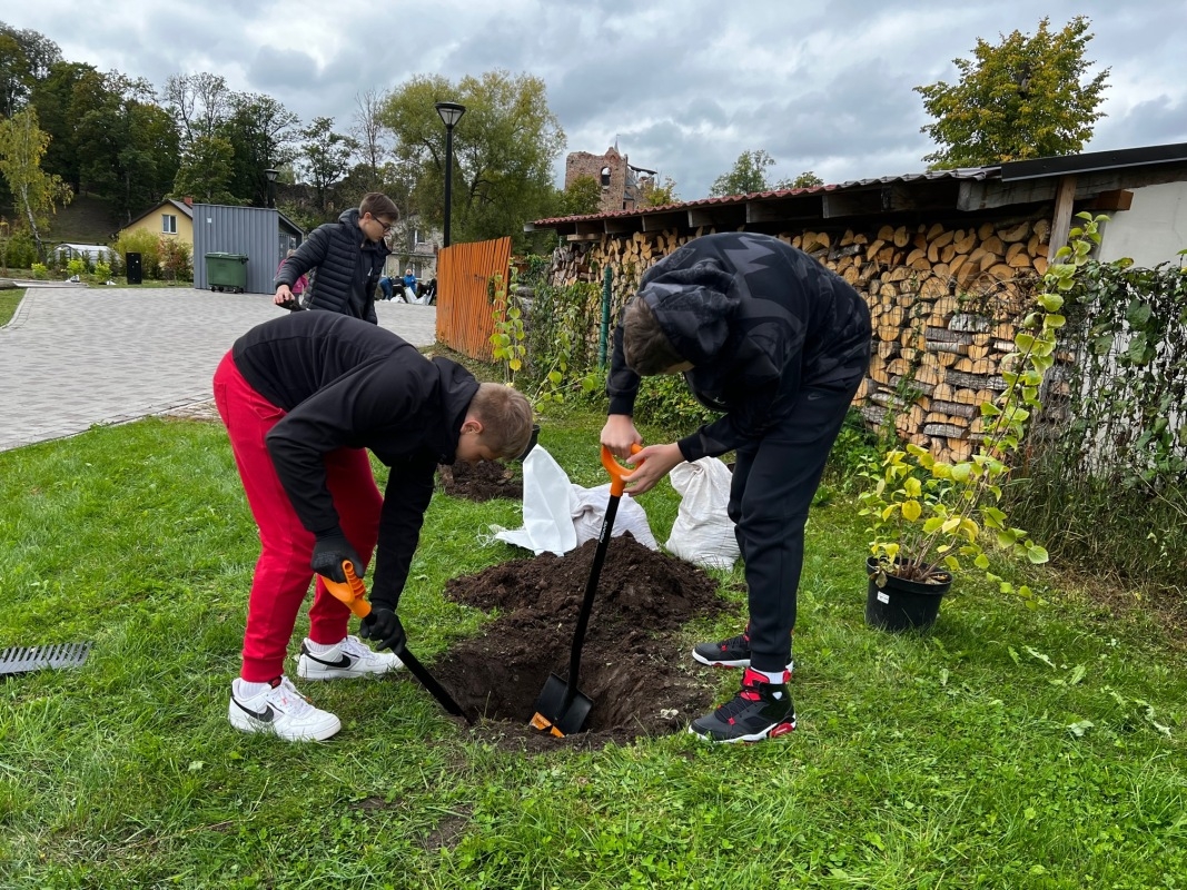 Pļavas ielas terasē stādām kokus un dekoratīvos krūmus