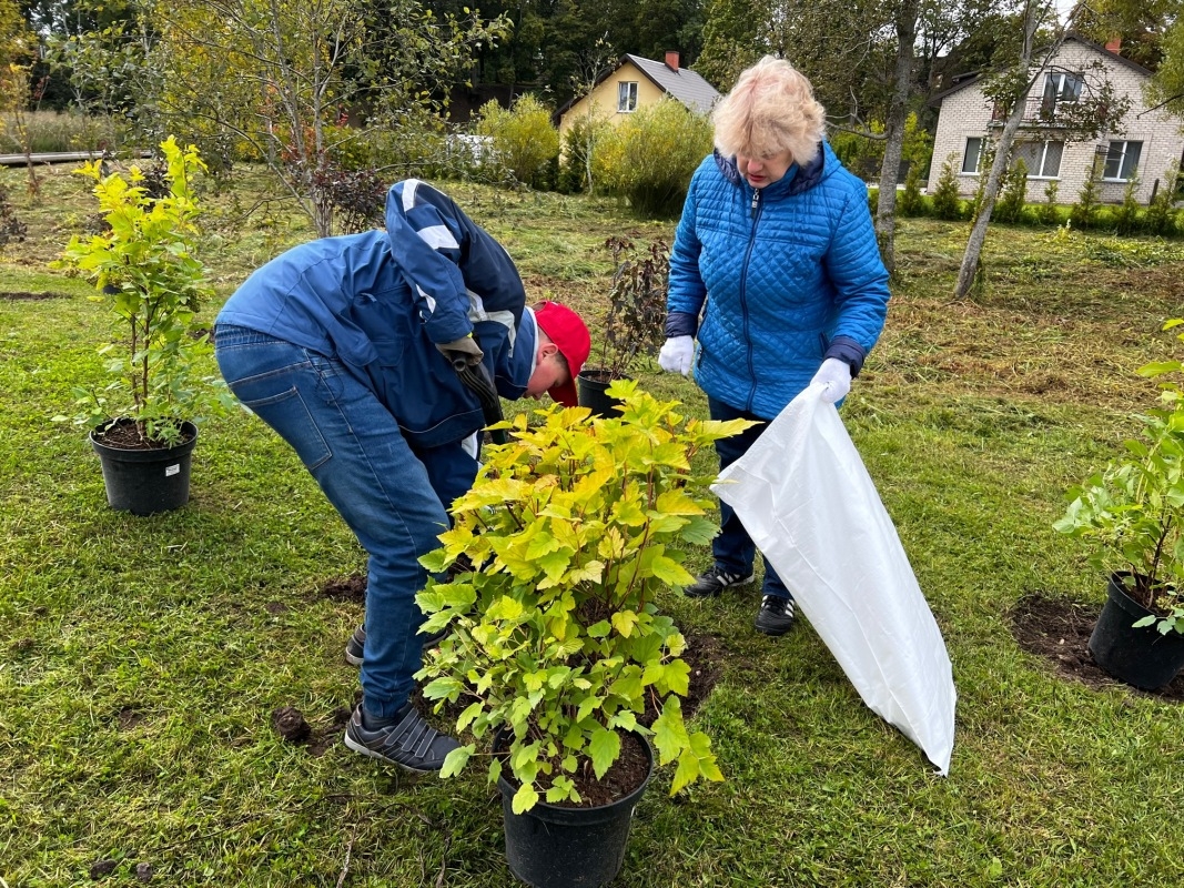 Pļavas ielas terasē stādām kokus un dekoratīvos krūmus