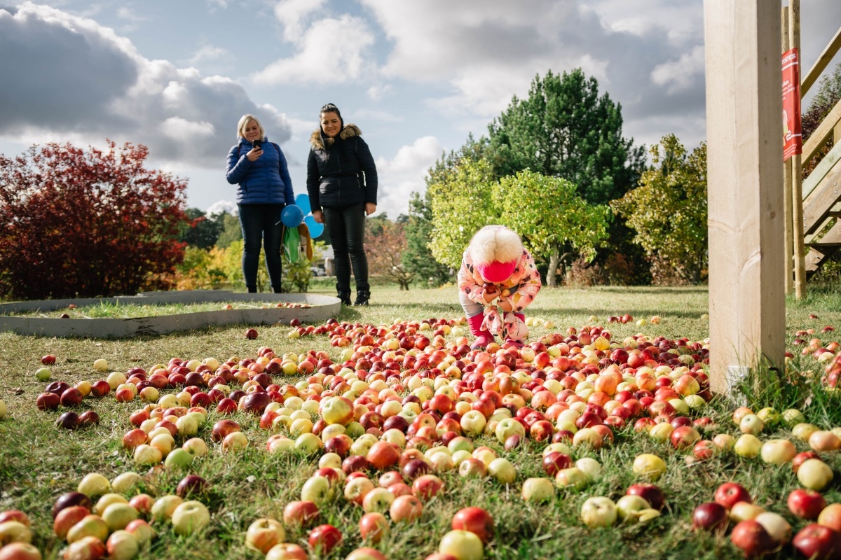 05.10.2019. Ābolu svētki Dobelē. Foto: Renāte Rapša