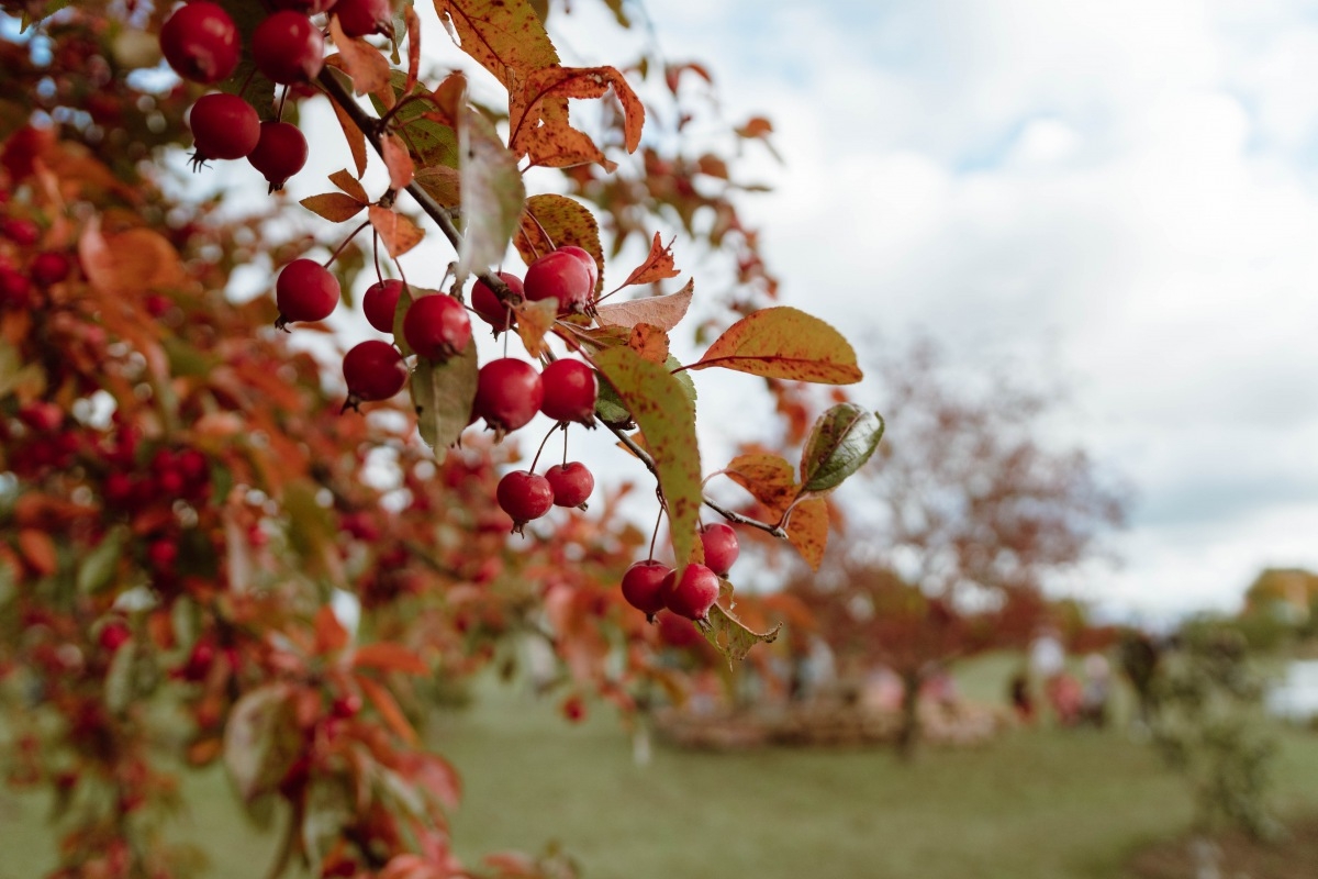 05.10.2019. Ābolu svētki Dobelē. Foto: Renāte Rapša