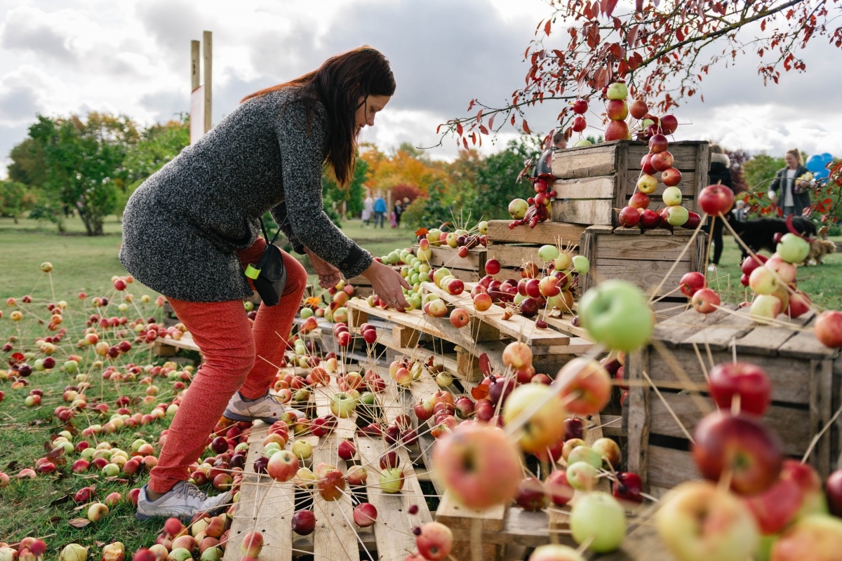 05.10.2019. Ābolu svētki Dobelē. Foto: Renāte Rapša