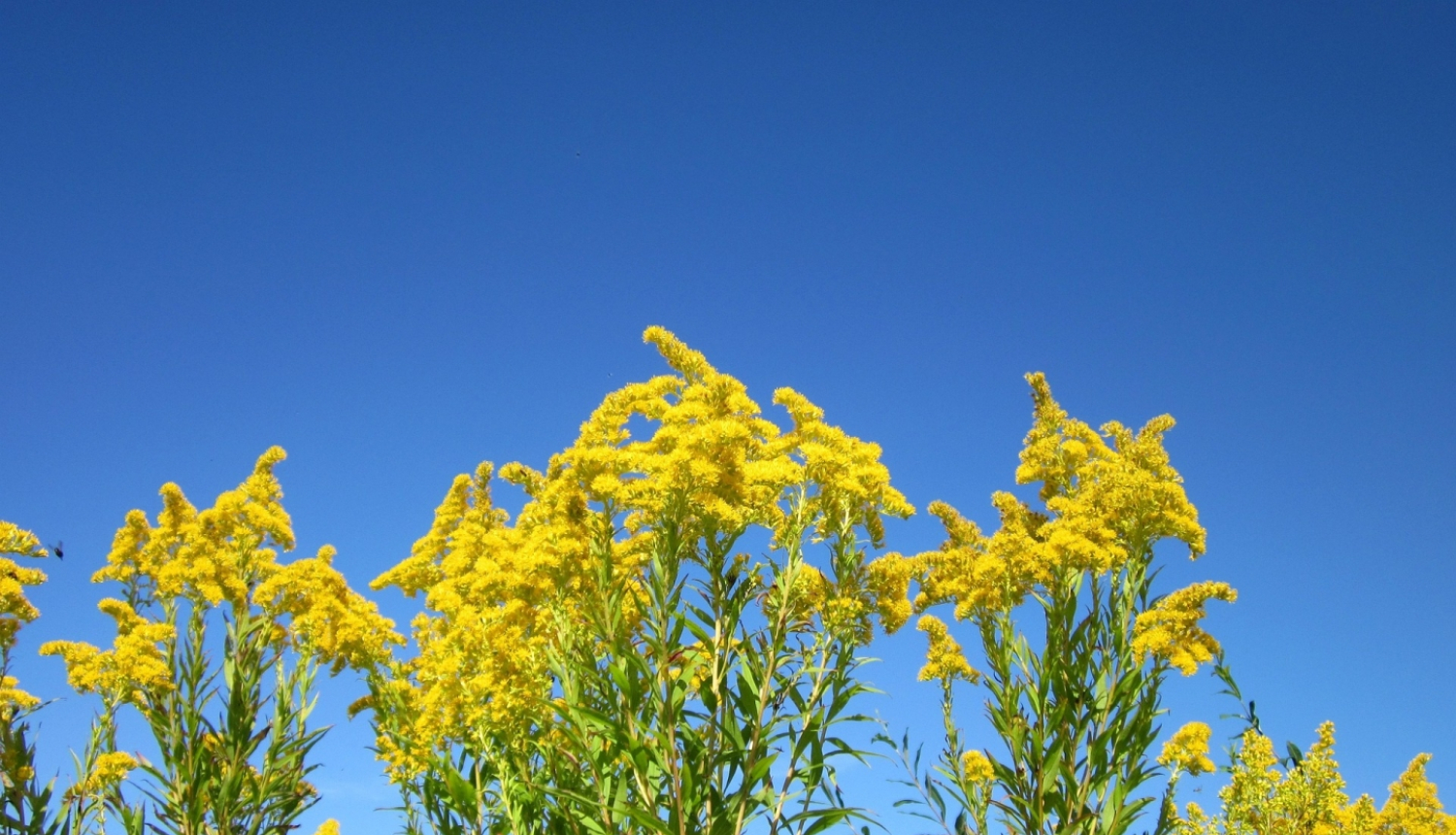 invazīvo sugu apkarošana