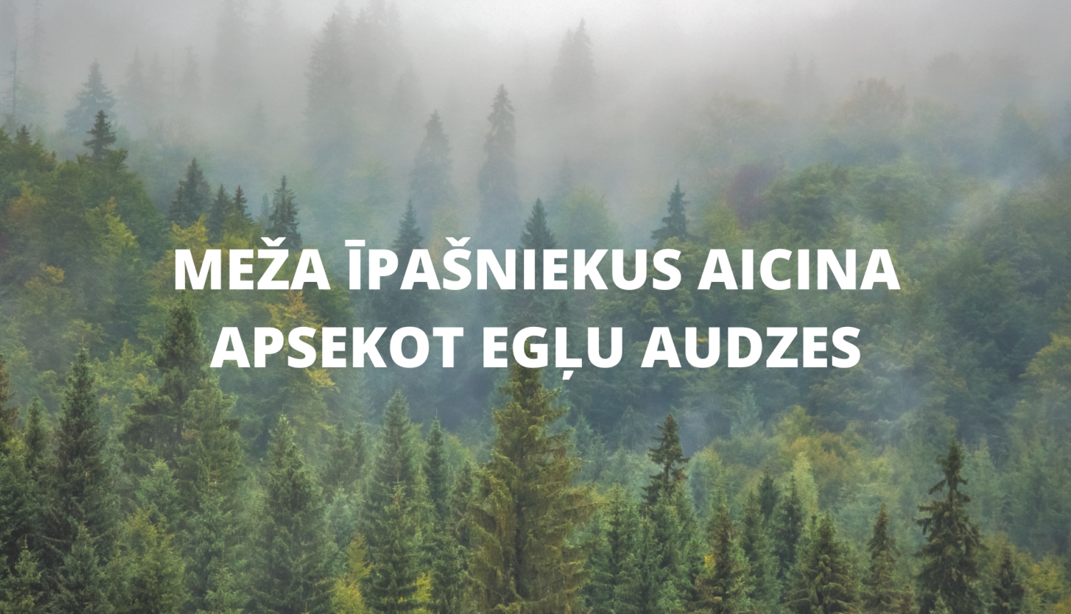 Meža īpašniekus aicina apsekot egļu audzes