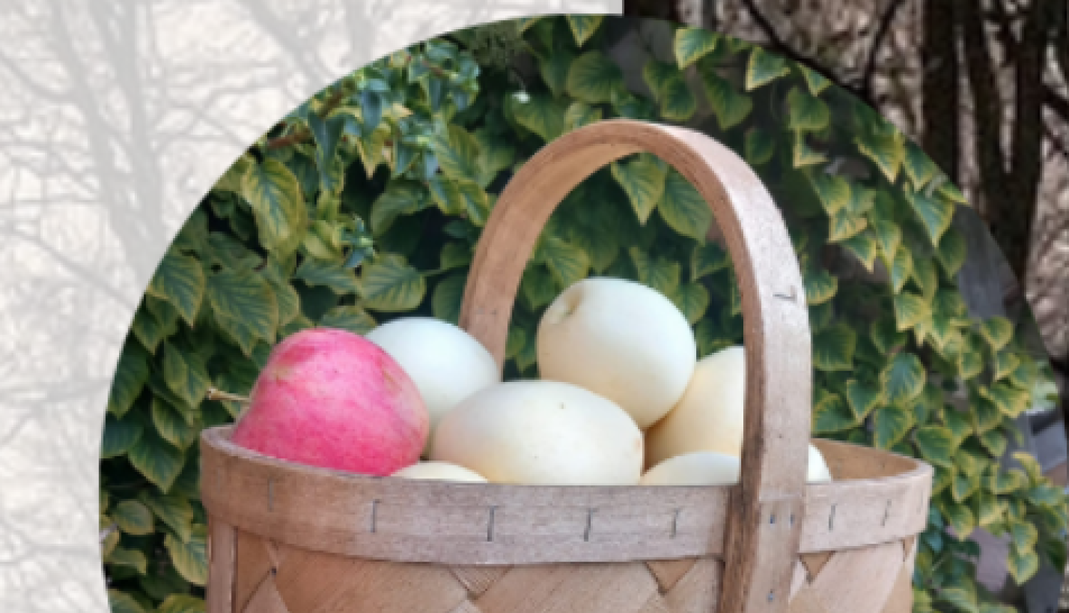 Skalu grozu pīšana 13.11.24.