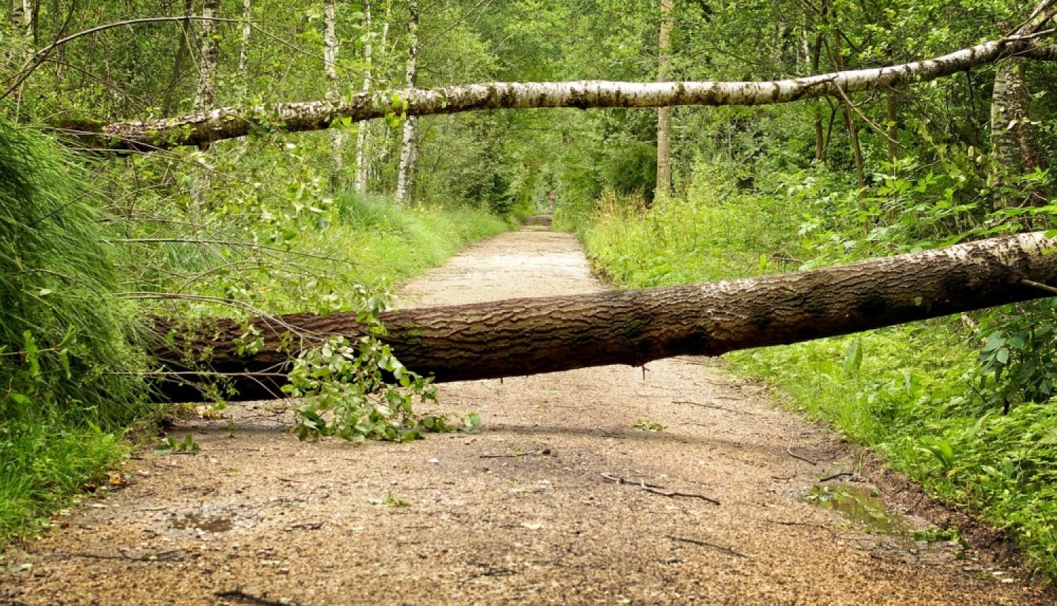 Aptauja uzņēmējiem par vētras postījumiem